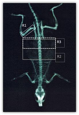 Visceral Fat Dysfunctions in the Rat Social Isolation Model of Psychosis